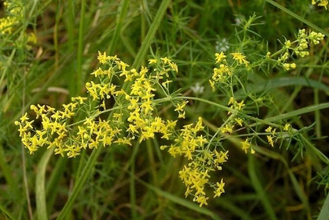 True bedstraw