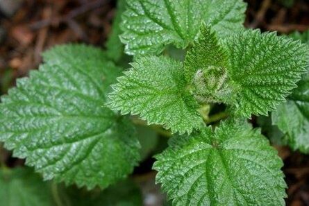 Nettle helps to improve potency and strengthen libido