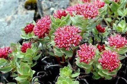 Rhodiola pink to prepare raising the potency of tincture